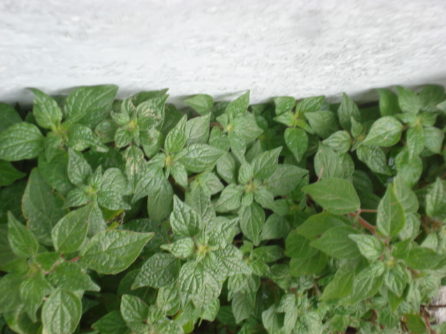 Cespuglietto non identificato...