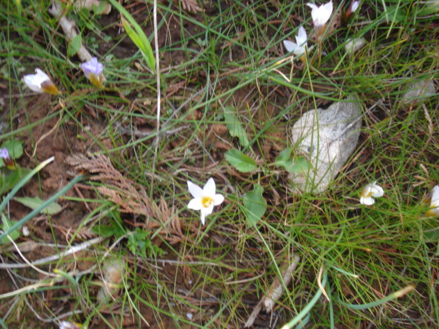 Romulea bulbocodium