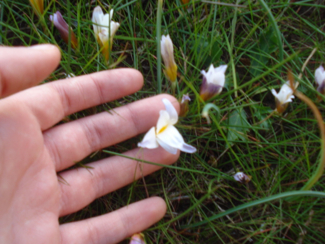 Romulea bulbocodium