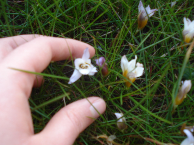 Romulea bulbocodium
