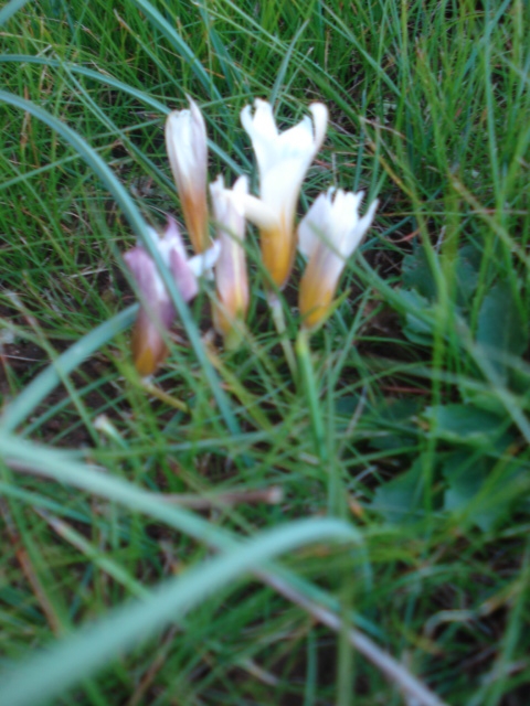 Romulea bulbocodium