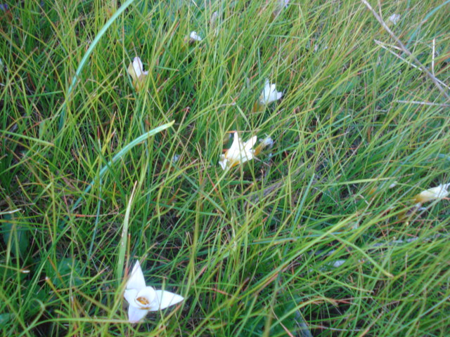 Romulea bulbocodium