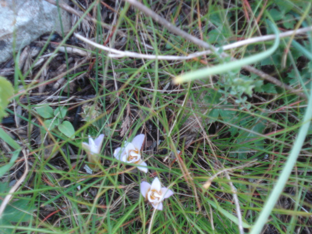 Romulea bulbocodium