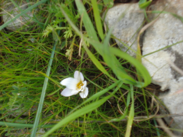 Romulea bulbocodium