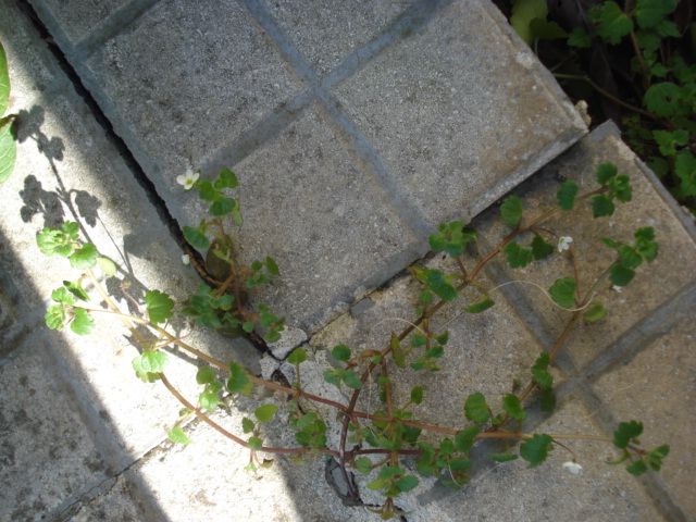 Forse una menta? no, Veronica cymbalaria