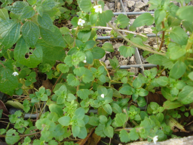 Forse una menta? no, Veronica cymbalaria