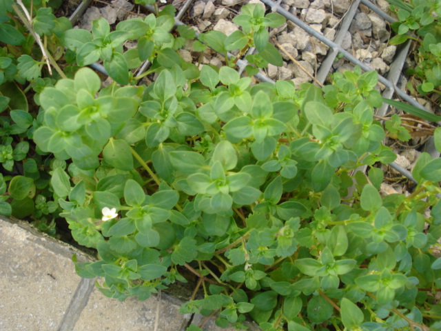 Forse una menta? no, Veronica cymbalaria