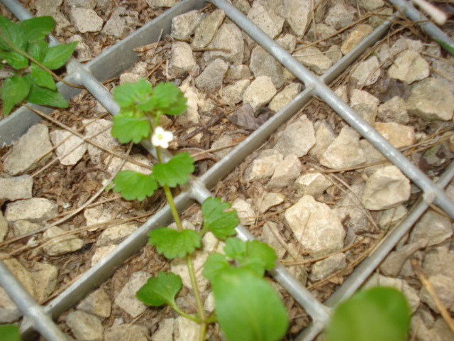 Forse una menta? no, Veronica cymbalaria