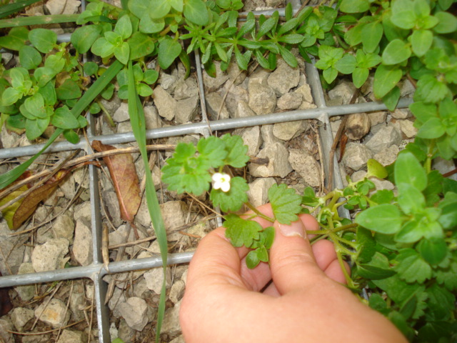 Forse una menta? no, Veronica cymbalaria