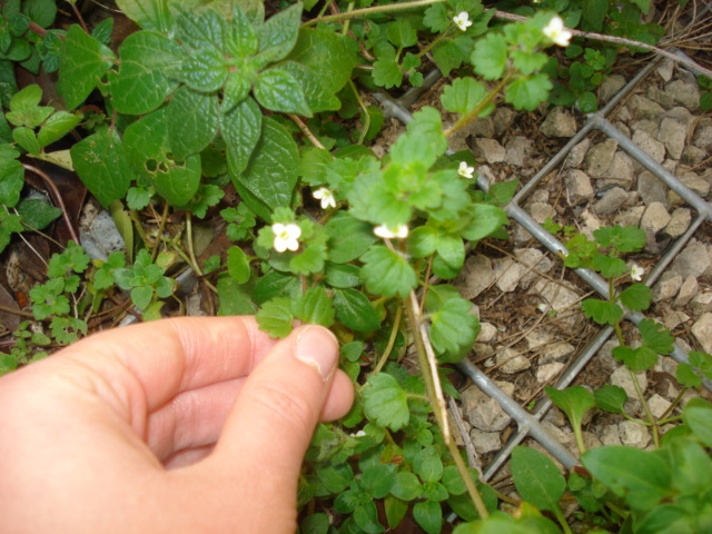 Forse una menta? no, Veronica cymbalaria