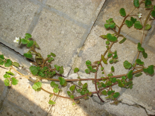 Forse una menta? no, Veronica cymbalaria