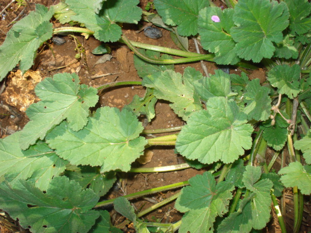 Erodium malacoides (L.) L''Hr. subsp. malacoides