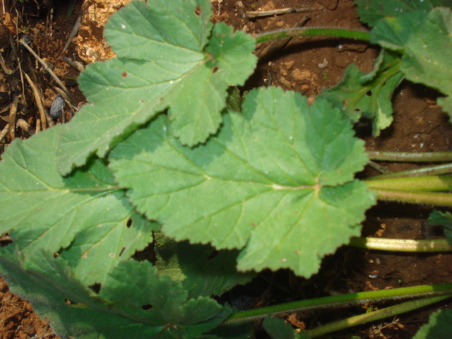 Erodium malacoides (L.) L''Hr. subsp. malacoides