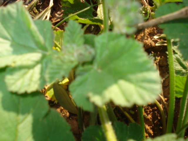 Erodium malacoides (L.) L''Hr. subsp. malacoides