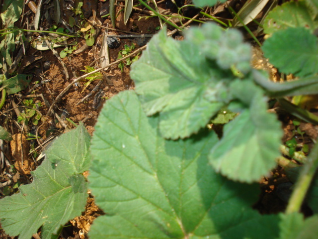 Erodium malacoides (L.) L''Hr. subsp. malacoides