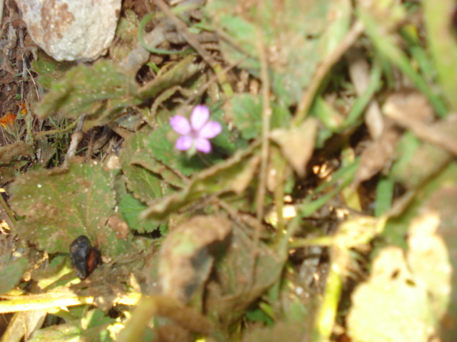 Erodium malacoides (L.) L''Hr. subsp. malacoides
