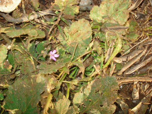 Erodium malacoides (L.) L''Hr. subsp. malacoides