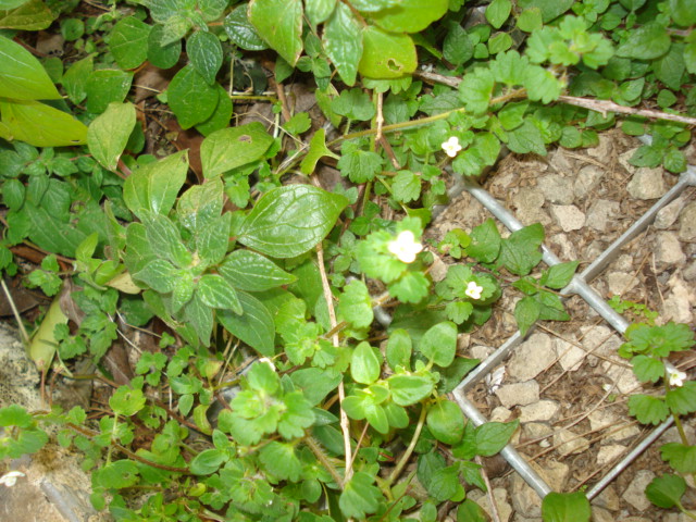 Forse una menta? no, Veronica cymbalaria
