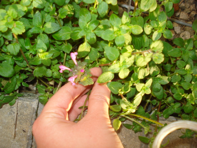 Mentha? - No,  Lamium amplexicaule