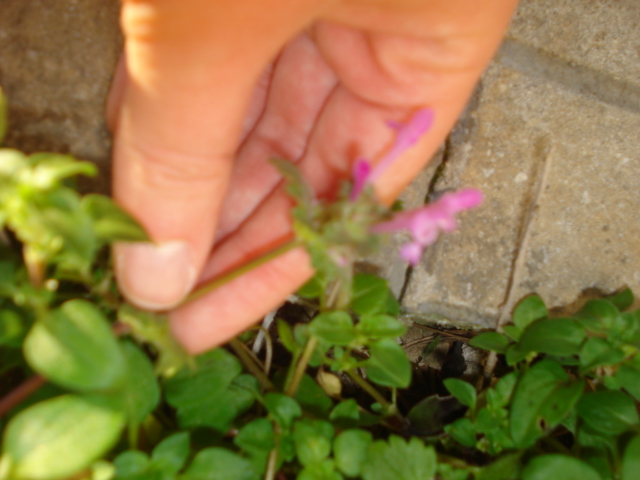 Mentha? - No,  Lamium amplexicaule
