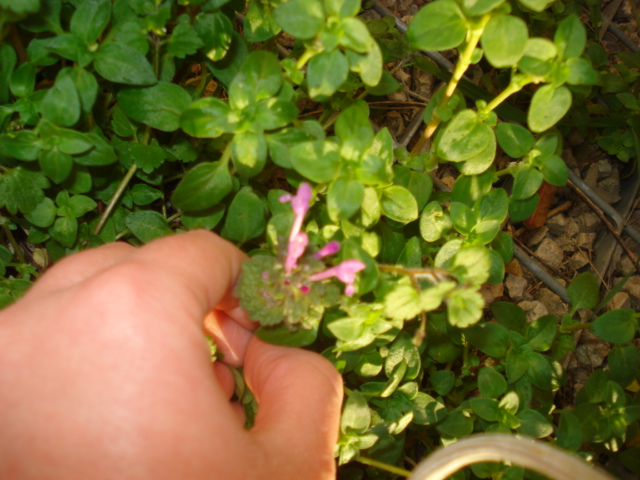 Mentha? - No,  Lamium amplexicaule