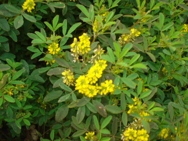 Melilotus officinalis?