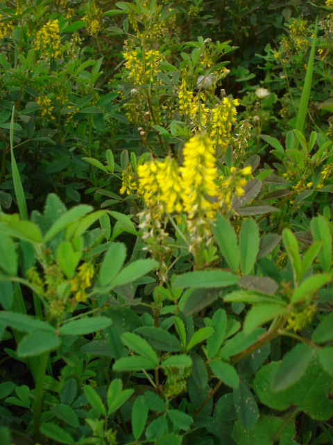 Melilotus officinalis?