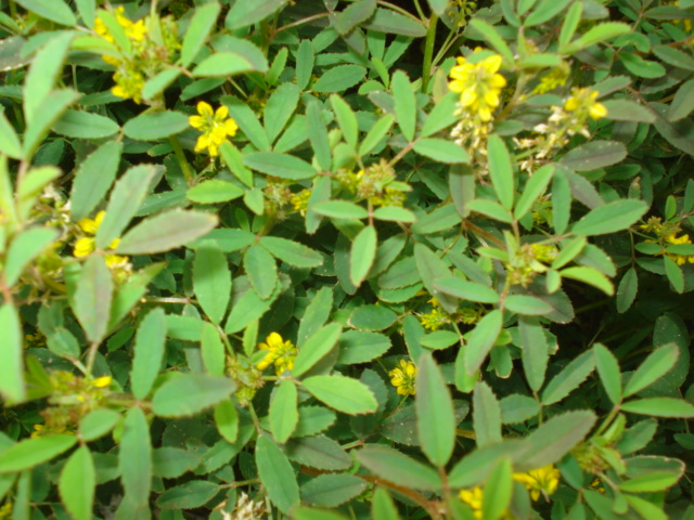 Melilotus officinalis?