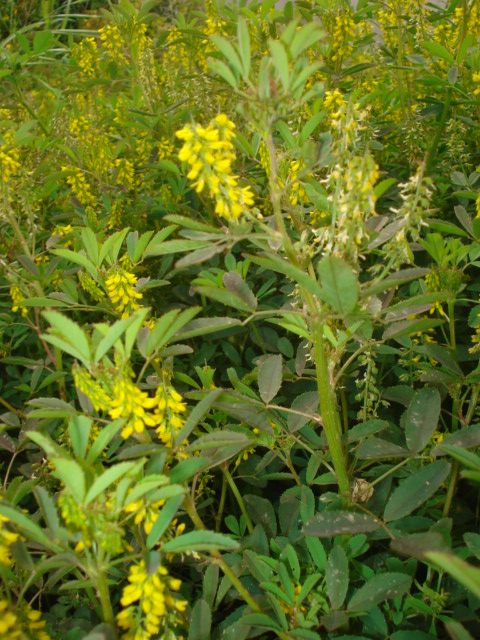 Melilotus officinalis?