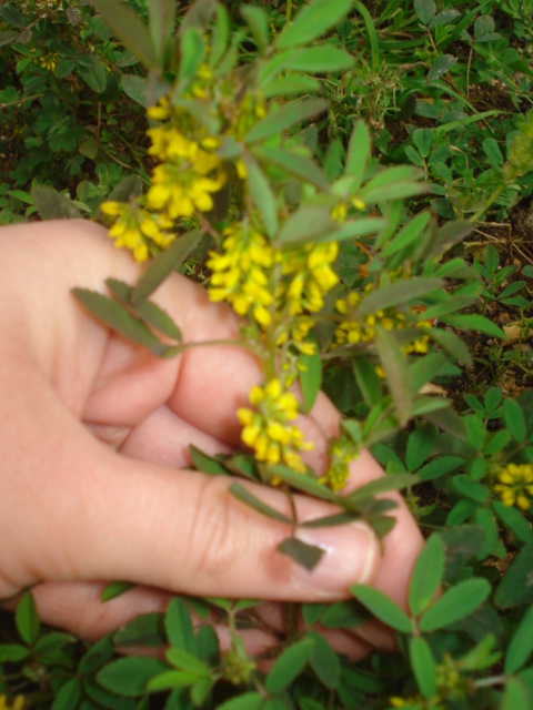 Melilotus officinalis?
