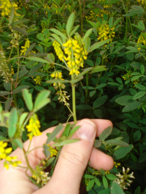 Melilotus officinalis?