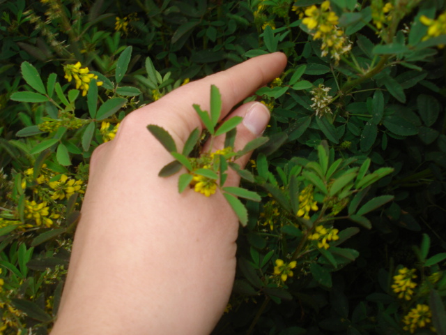 Melilotus officinalis?
