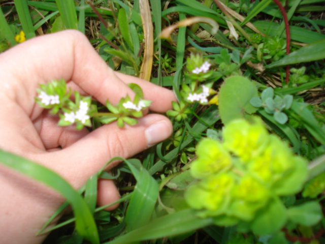 Sherardia arvensis L.