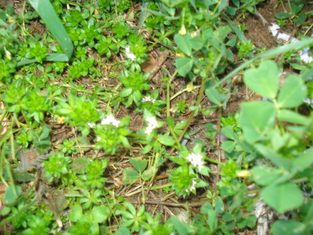 Sherardia arvensis L.