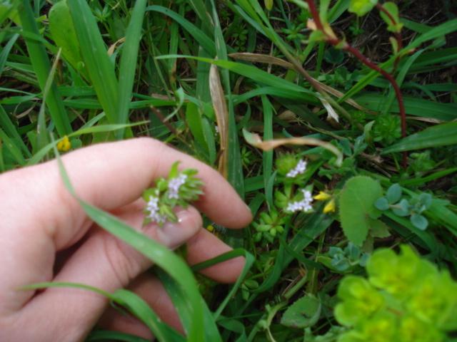 Sherardia arvensis L.
