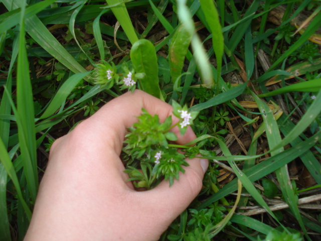 Sherardia arvensis L.