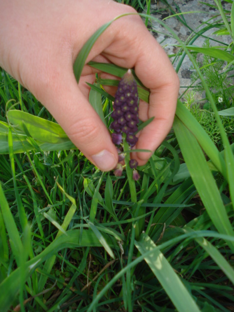 Muscari comosum