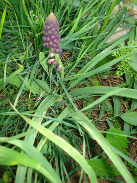 Muscari comosum