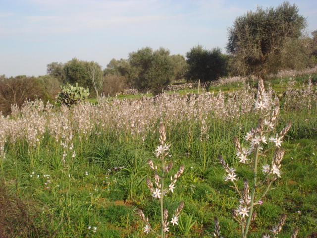 Asphodelus fistulosus? No, Asphodelus ramosus
