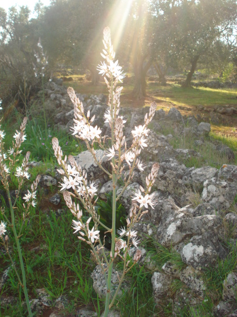 Asphodelus fistulosus? No, Asphodelus ramosus
