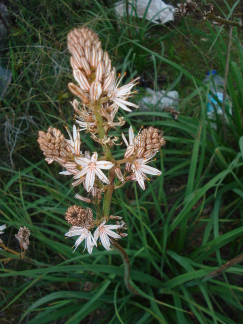 Asphodelus fistulosus? No, Asphodelus ramosus