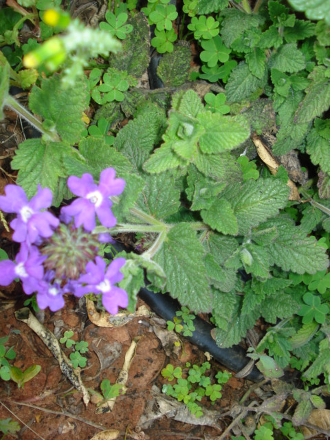 Glandularia hybrida / Glandularia ibrida
