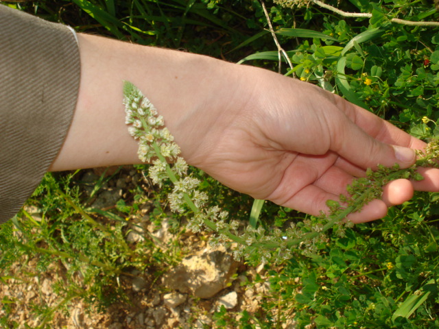 Ignota...- Reseda sp.