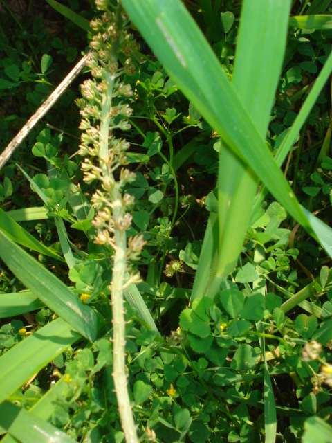 Ignota...- Reseda sp.