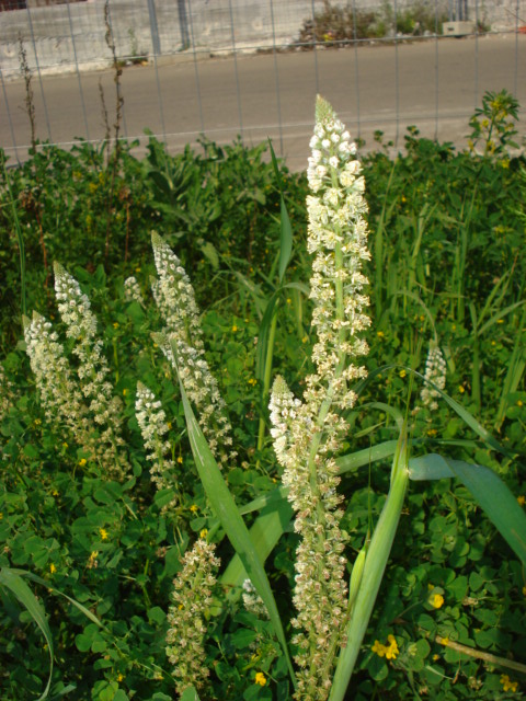 Ignota...- Reseda sp.