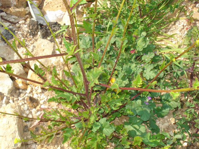 Brassica...nigra o arvensis?