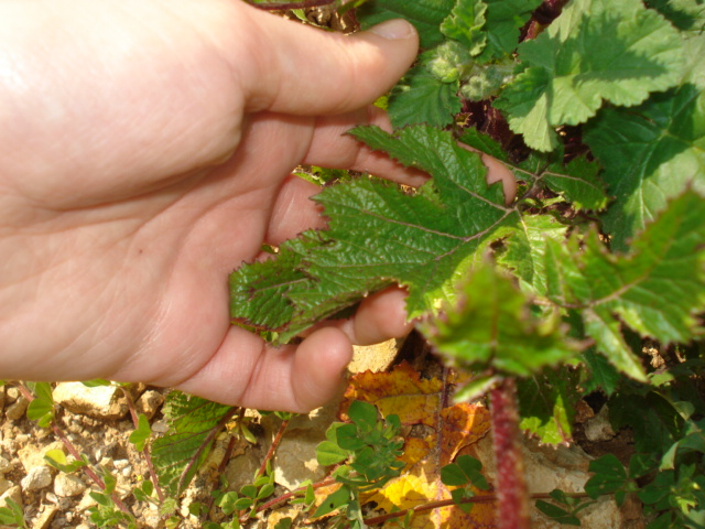 Brassica...nigra o arvensis?