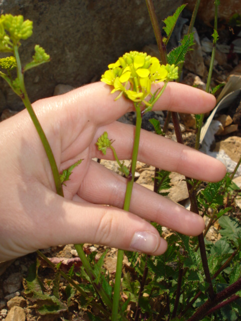 Brassica...nigra o arvensis?