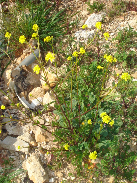 Brassica...nigra o arvensis?