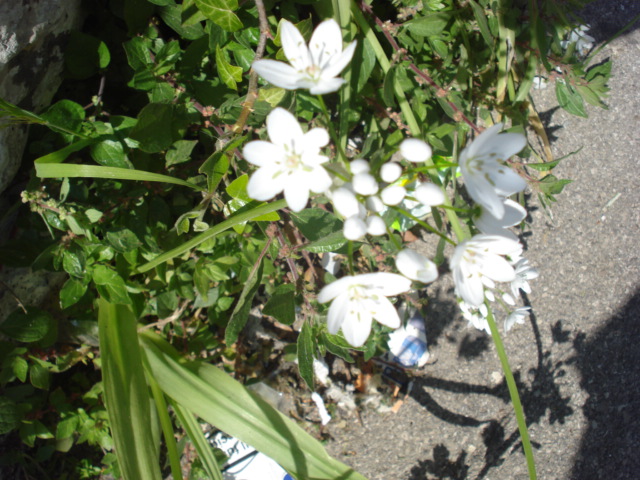 Da identificare...- Allium cfr. neapolitanum